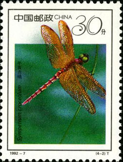 Sympetrum Croceolum