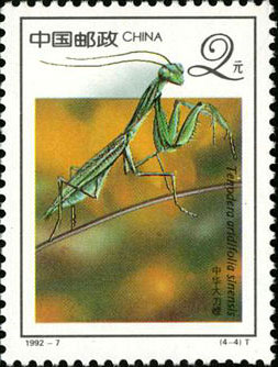 Tenodera Aridifolia Sinensis