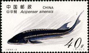 Acipenser Sinensis