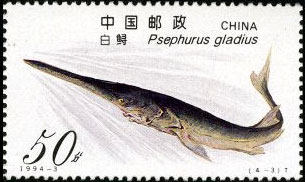 Psephurus Gladius