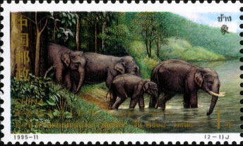 Asian Elephant (left)