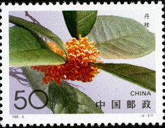 Sweet-scented Osmanthus