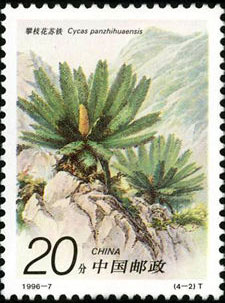 Cycas panzhihuaensis L. Zhoun et S.Y. Yang