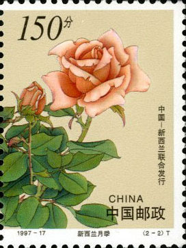 New Zealand Monthly Rose (right)