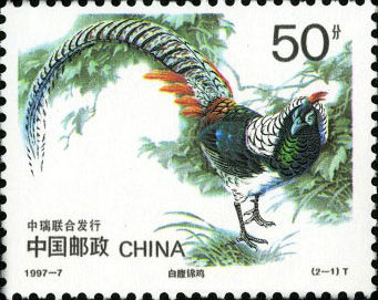 Chinese Copper Pheasant