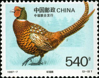 Common Pheasant