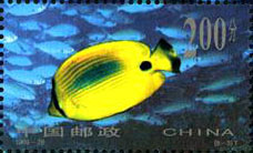 Chaetodon plebeius