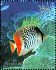 Chaetodon chrysurus