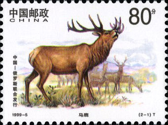 Red Deer