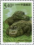 Chinese River Alligator