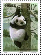 Giant Panda