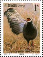 Brown-eared Pheasant