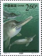 White-flag Dolphin
