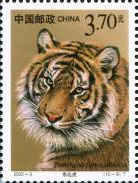 Siberian Tiger