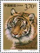 Siberian Tiger