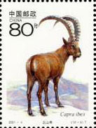 ibex (Capra ibex)