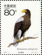 tiger-headed sea eagle (Haliaeetus pelagicus)