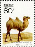 wild camel (Camelus bactrianus ferus)