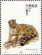 snow leopard (Uncia uncia),