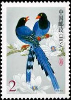 Formosan blue magpie