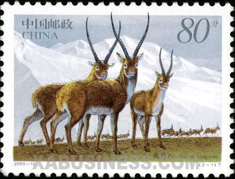 Tibetan Antelopes