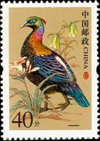 Chinese Monal Pheasant