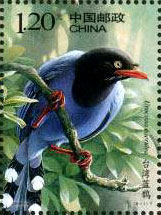 Taiwan Blue Magpie