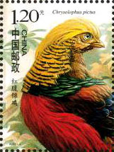 Golden Pheasant