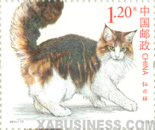 Maine Coon