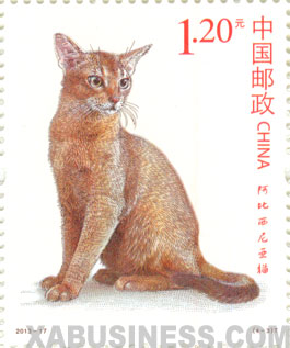 Abyssinian