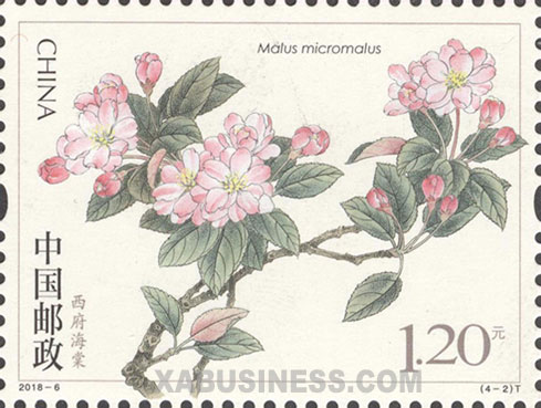 Xifu Haitang (Malus Micromalus)