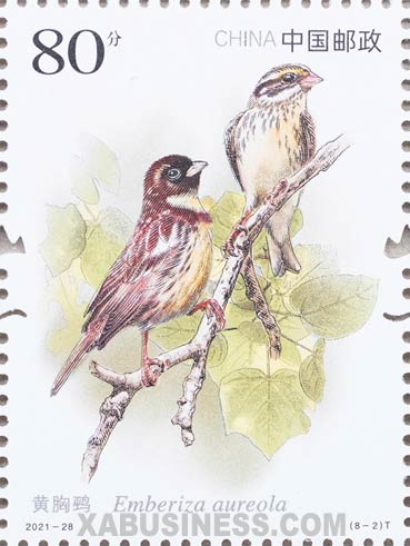 Emberiza Aureola