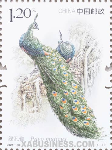 Pavo Muticus