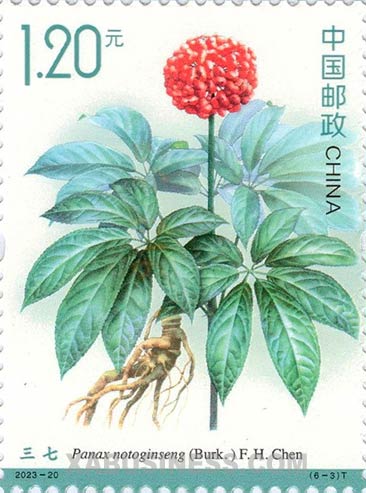 Panax notoginseng (Burk.) F. H. Chen