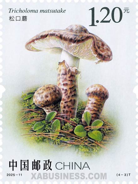 Tricholoma Matsutake