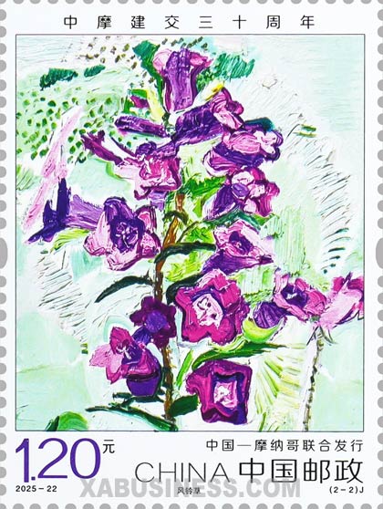 Campanula Medium
